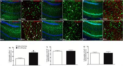 Bulleyaconitine A Inhibits Morphine-Induced Withdrawal Symptoms, Conditioned Place Preference, and Locomotor Sensitization Via Microglial Dynorphin A Expression